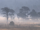 Kalmthoutse heide with ground fog Poster och Canvastavla