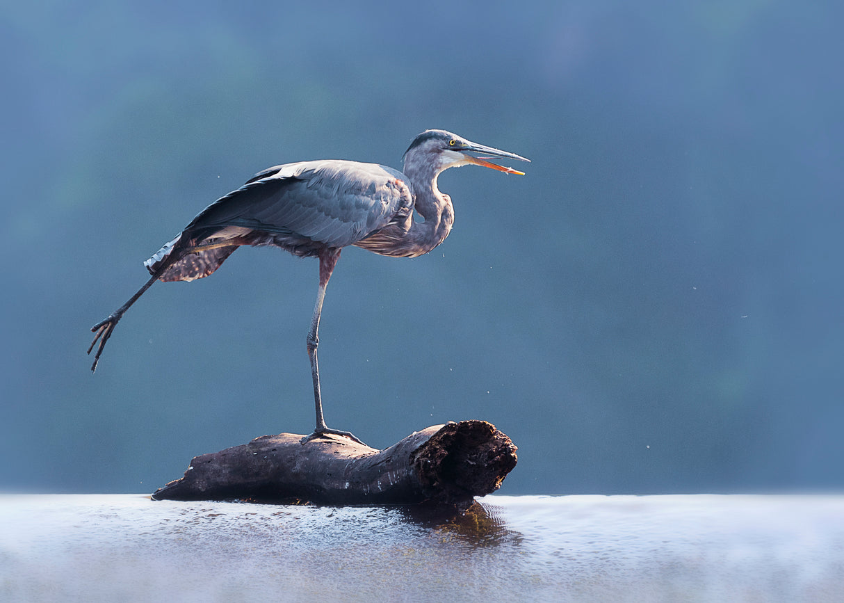 Blue Heron Doing Yoga Poster och Canvastavla
