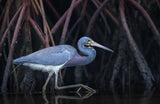 Stalking in the Mangroves Poster och Canvastavla