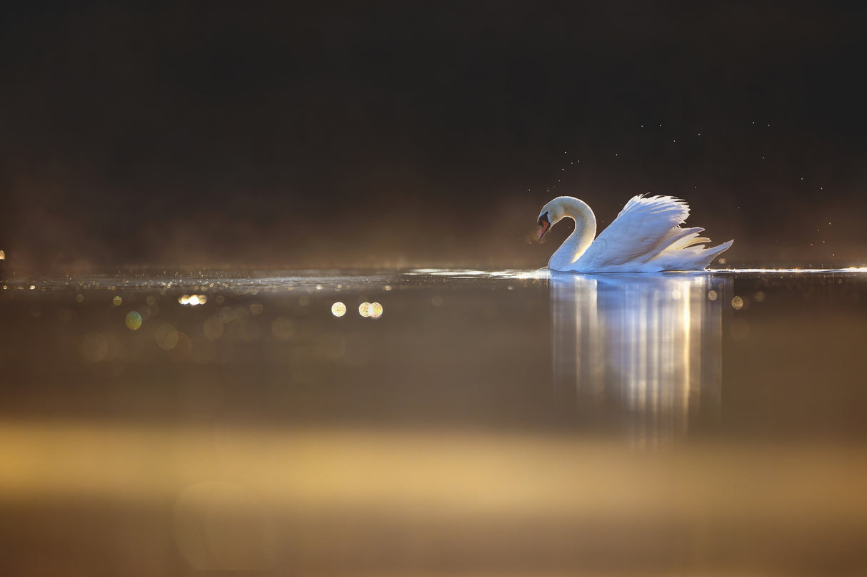 Swan at dawn Poster och Canvastavla