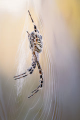 Wasp spider Poster och Canvastavla