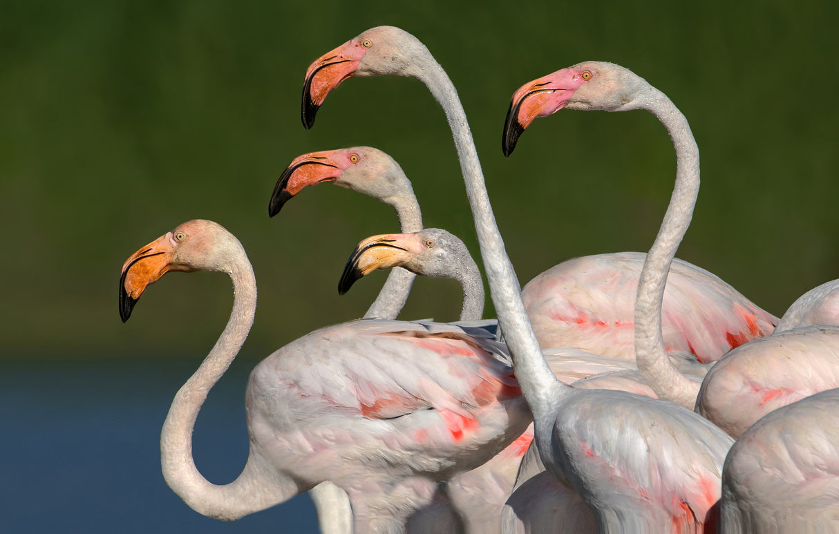 Flamingos walking Poster och Canvastavla