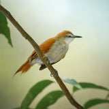 Yellow-chinned Spinetail Poster och Canvastavla