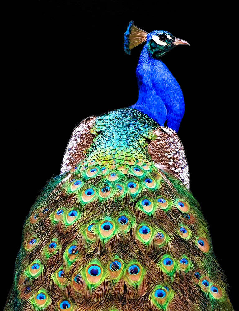 Peacock Poster och Canvastavla