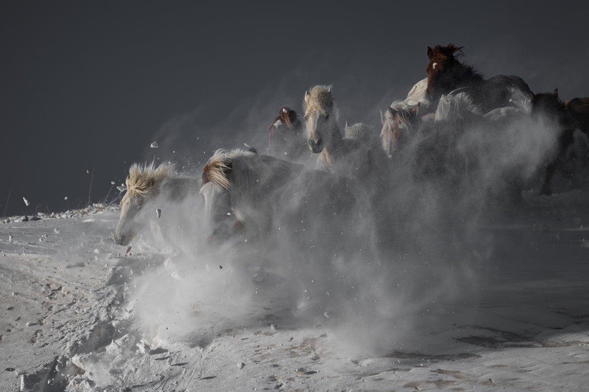Horses Poster och Canvastavla