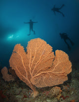 Gorgonian Poster och Canvastavla