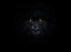 Baby Mountain Gorilla Poster och Canvastavla