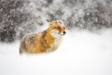 Red fox in a heavy snowstorm Poster och Canvastavla