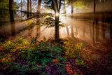 Magical forest Poster och Canvastavla