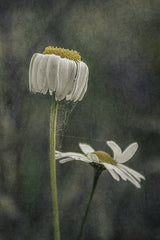 Hanging Daisy... Poster och Canvastavla