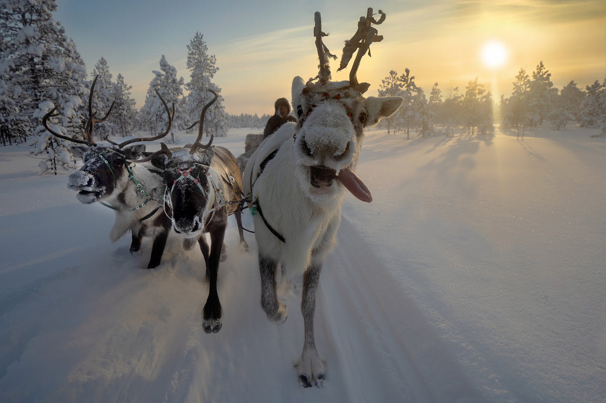 Frozen ride in tundra Poster och Canvastavla