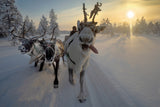 Frozen ride in tundra Poster och Canvastavla