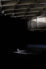 In to the light Poster och Canvastavla
