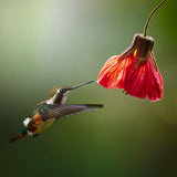 Chaetocercus Mulsanti (Colibrí de Mulsant) Poster och Canvastavla