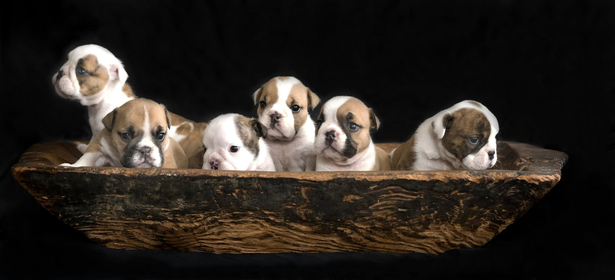 A bunch of English Bulldog puppies. Poster och Canvastavla