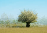 Tree with flowers Poster och Canvastavla
