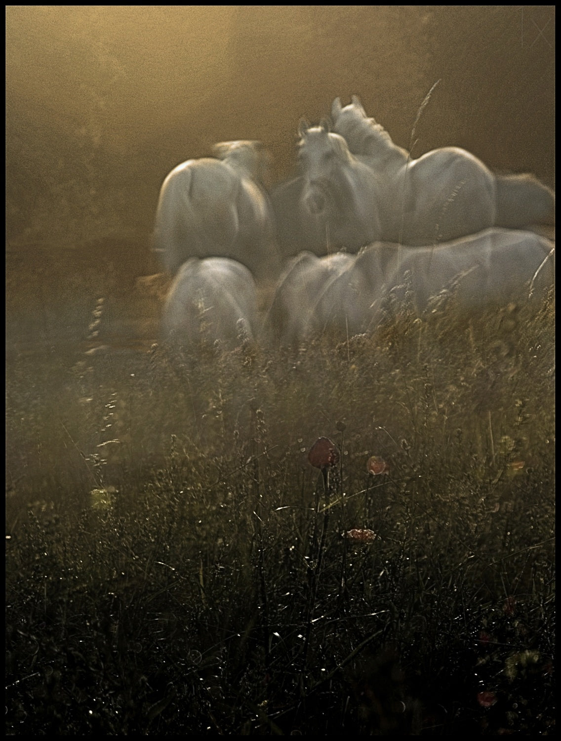 Theirs garden Poster och Canvastavla