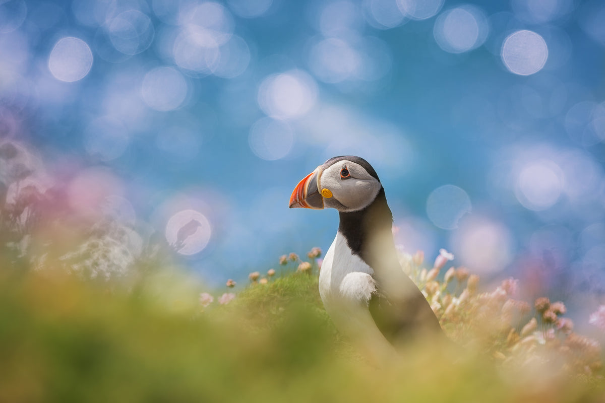 Atlantic Puffin Poster och Canvastavla