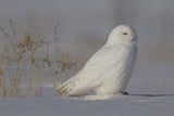 White  Ghost Poster och Canvastavla