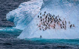 Happy Penguins on the Blue Iceberg Poster och Canvastavla