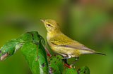 Tennessee warbler Poster och Canvastavla