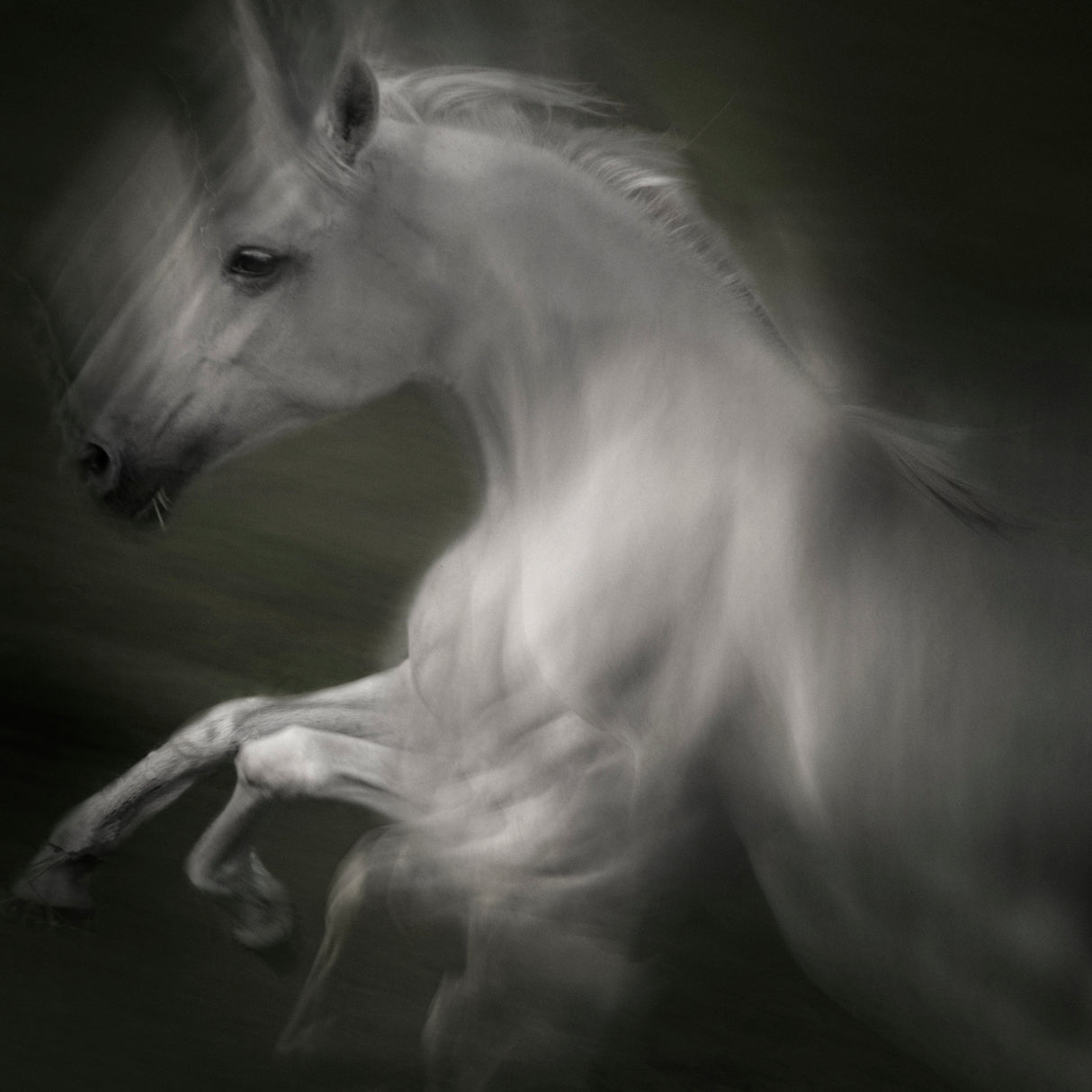 Horse of power Poster och Canvastavla