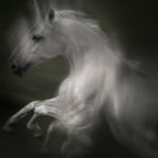 Horse of power Poster och Canvastavla