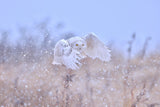Snowy Owl on a Snowy day Poster och Canvastavla