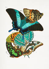 Butterflies 5 Poster och Canvastavla