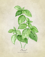 Basil vintage Poster och Canvastavla