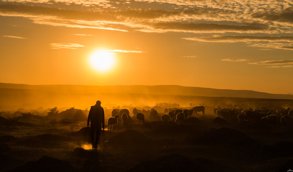 Shepherd and herd Poster och Canvastavla