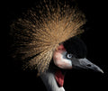 Crowned crane Poster och Canvastavla