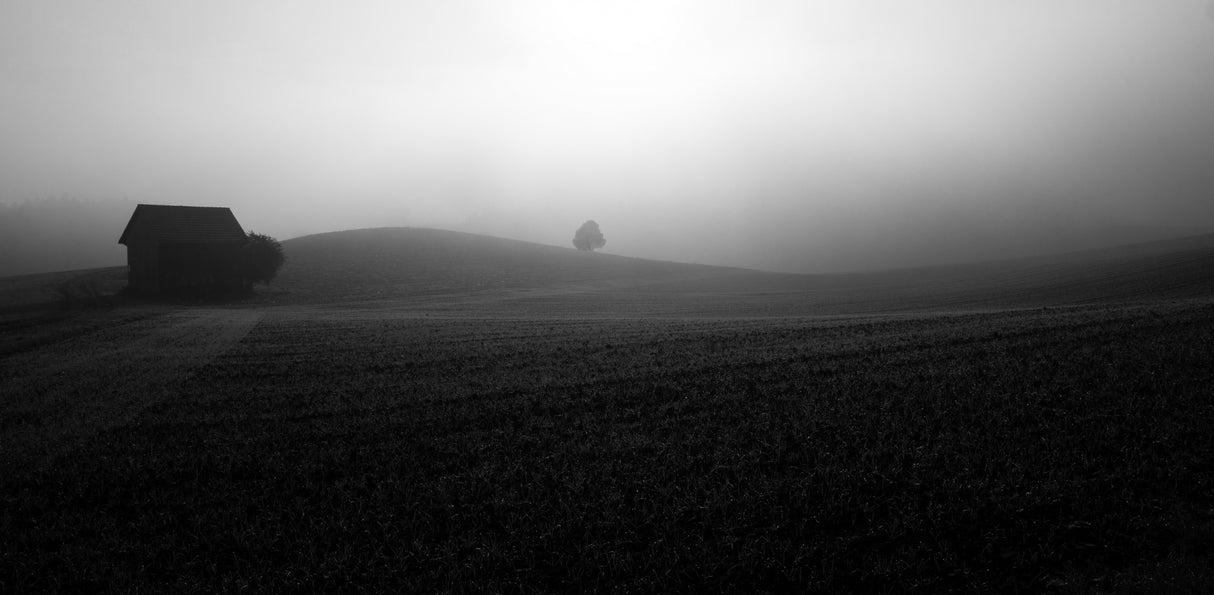 Misty morning Poster och Canvastavla
