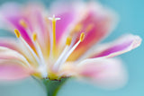 Lewisia Poster och Canvastavla