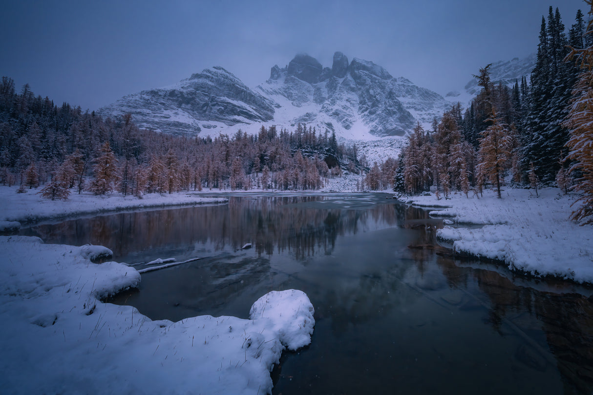 Snowy Larch Symphony Poster och Canvastavla
