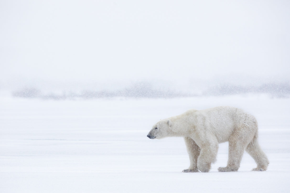 Polar Bear Poster och Canvastavla