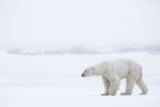 Polar Bear Poster och Canvastavla