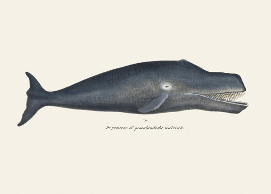 Whale I Antique Handcolored Sealife Lithograph 1824 Poster och Canvastavla