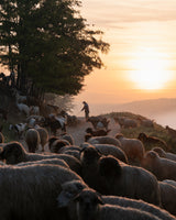 Shepherd at Sunrise Poster och Canvastavla