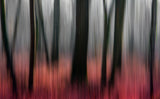 red wood Poster och Canvastavla