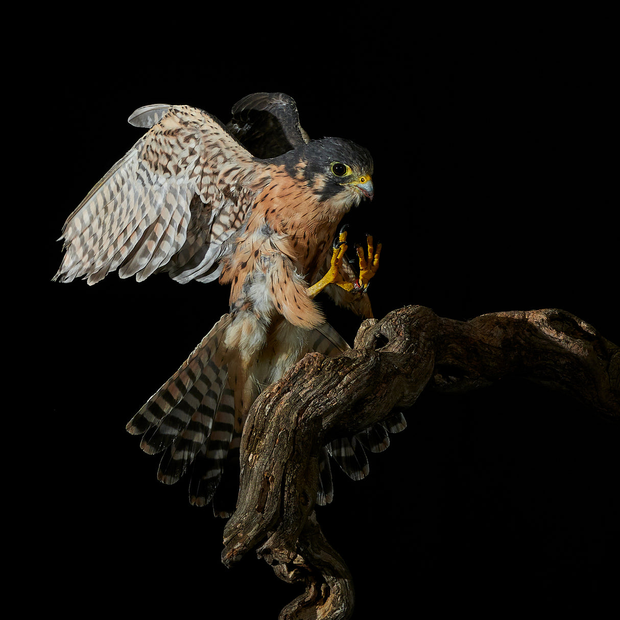 Night Hawk Poster och Canvastavla