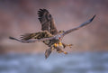 Eagles Poster och Canvastavla