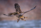 Eagles Poster och Canvastavla