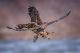 Eagles Poster och Canvastavla