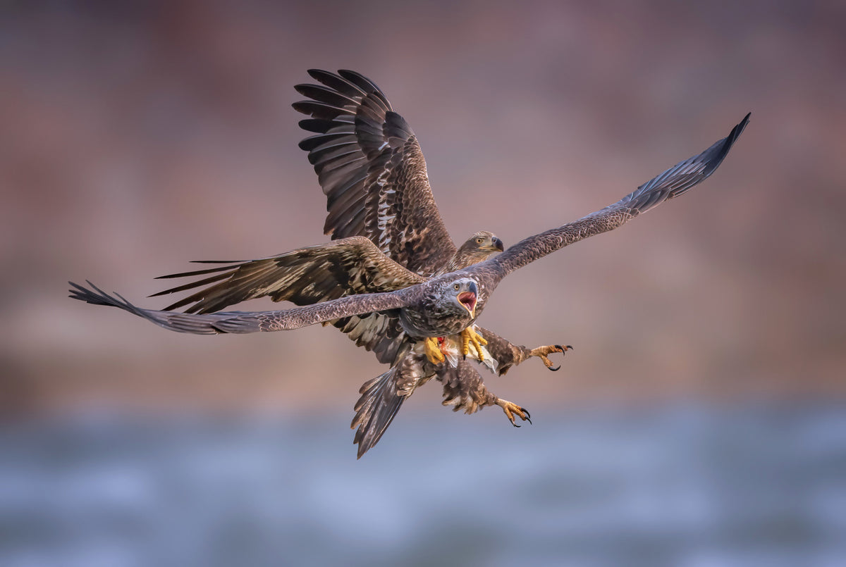 Eagles Poster och Canvastavla