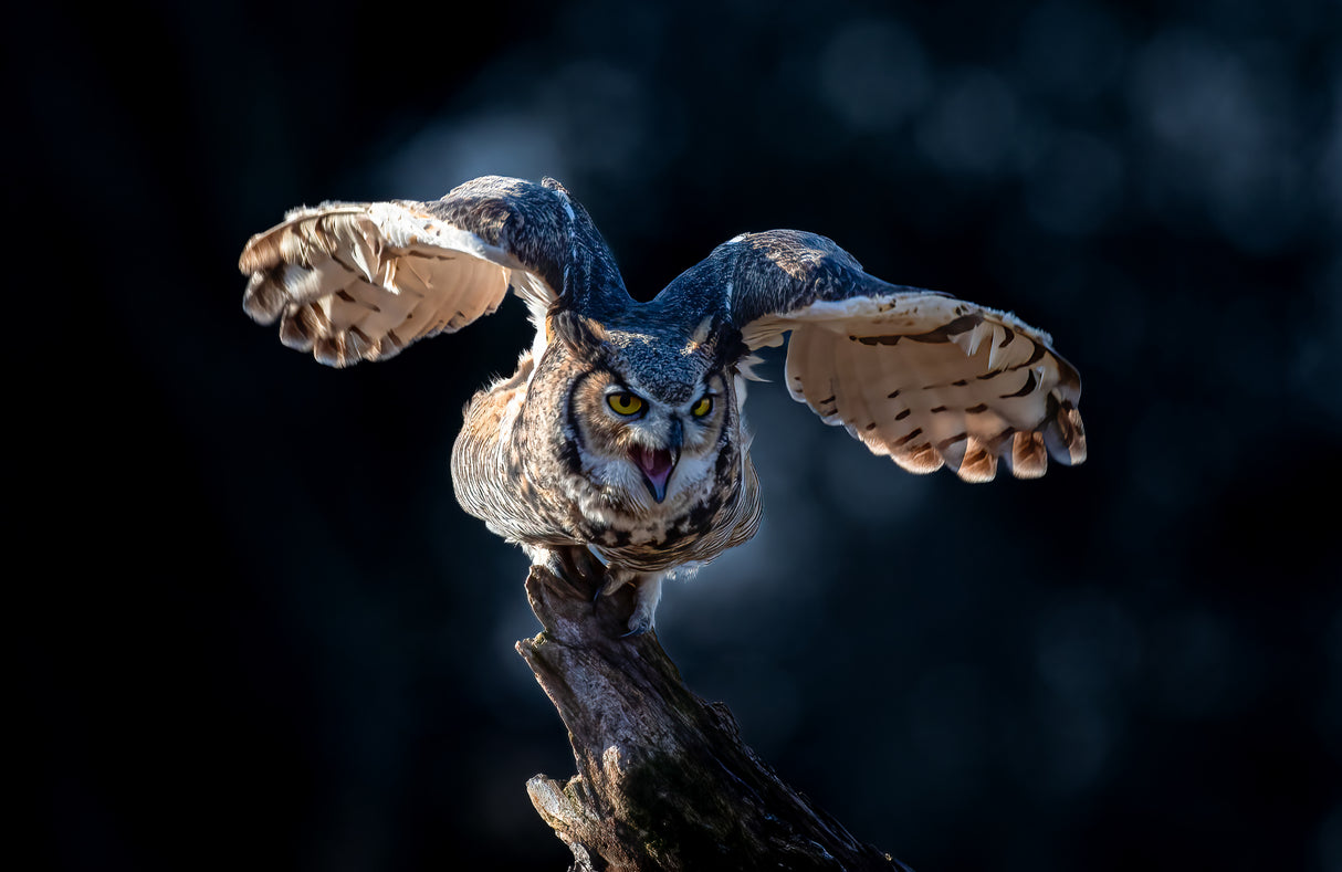Great Horned Owl Poster och Canvastavla