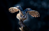 Great Horned Owl Poster och Canvastavla