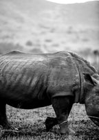 Black Rhino Poster och Canvastavla