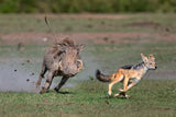 Warthog vs jackal Poster och Canvastavla