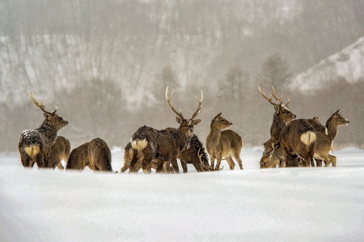 Hokkaido Winter Poster och Canvastavla